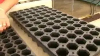 Production of Nonwoody Plants from Tip Cuttings