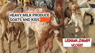 Gondal Bakra Mandi latest update with Usama zamir vlogs #goat #breeder #qurbani2026 