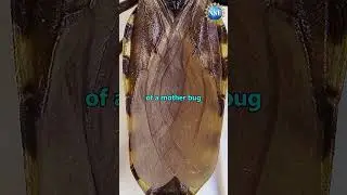Gene-editing Bugs #shorts #science #bug