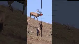 Roe Deer Hunting | Caccia Al Capriolo | Chasse au chevreuil