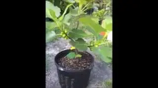 Grow your Plants Organicaly with www.organikthrive.com