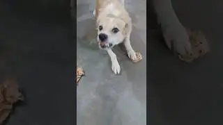 dog# voice #shorts#kutte #ki#awaaz