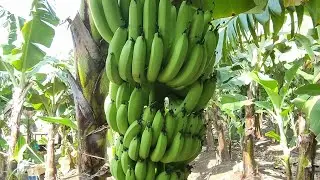 Banana Harvesting and Export Packing Process | #banana #exporter #fruits #exportimport @ShivtaraFarms