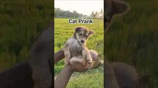 Ten village dog prank #dog #viral #trending #popular #animals #viralvideo #shortvideo #trending