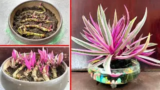 03 Tips Propagation 