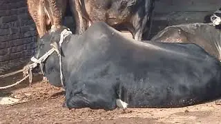 Healthy Big Bull 🐂 | Farm Life
