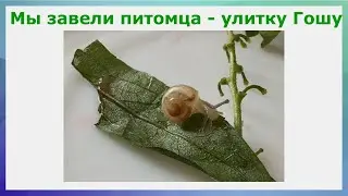 Мы завели питомца - улитку Гошу.