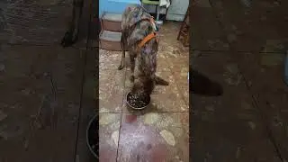 Apple's food aggression test with human.
