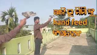 ମିମି କୁ ଆଜି ଠୁ hand feed ରେ ନେଲି   ।। minizoo@JAPUARABPETVLOG @odiapetdunia