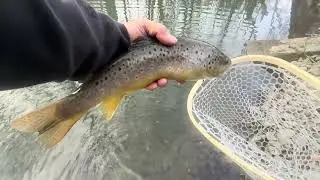 Creek Fishing For Trout With Jerk Bait - 1 / 8 / 2026