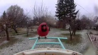 A male Northern Cardinal eating at a Netvue Birdfy Smart Bird Feeder.