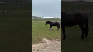 😁Still...eating!🤣 #horse #percheron #farm #fun #youtubeshorts #youtube #blaxk #brown