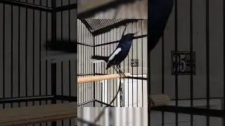 SUARA KACER PIKATAN AMPUH ‼️#shortvideo #kicaumania #viral #burungkacer