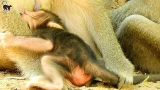 feeling Hurt !  Look  so Pity ! Look so Hungry !  When see Baby Nelson try get milk like this .