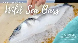 An introduction to Wild Sea Bass