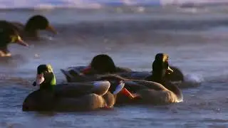 Ducks Still Need Water | Ducks on a River #beautiful #duck #nature #short #video