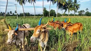 Bullock Working In Agriculture Land | Bullockcart heavy loading videos | cow videos | Bullock sale