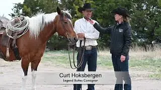 Curt Hoksbergen consignor interview