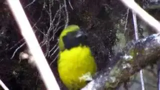 Masked Mountain-tanager
