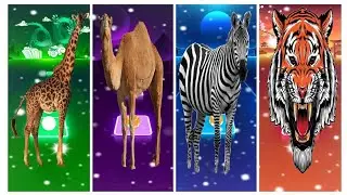 Funny girafee 🆚 funny camel 🆚 funny Zebra 🆚 funny loin 🐯 animals coffindance tiles Hop EDM Rush 