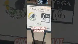 Chicken Yoga at Hotel Haya in Ybor #yoga #chickens #yogaflow #tampabay #yborcity #florida