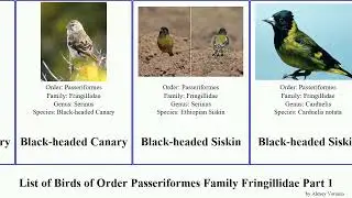 List of Birds of Order Passeriformes Family Fringillidae Part 1 siskin canary finch black-headed