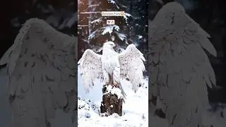 eagle🦅🔥 #instagram #jaunelia #instagood  #viralvideo 🦅