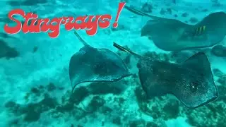 Top Grand Cayman Tour Starfish, Stingrays & Coral Reefs!