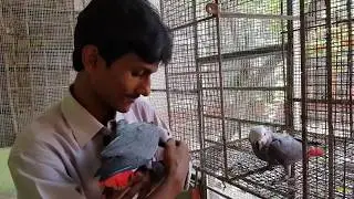 Exotic Birds Parrots  Farm Aviary Weekly Visit / Observation For Better Care and Treatments Tips.
