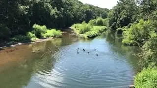 Geese - гъски - kazlar