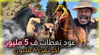 سوق خميسات شاعل ليوم ذخل عود تعطات فيه 5 وقطعوا مولاه ب 6 😱 وبدريس منور سوق كيف ديما …