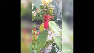dil me sanam ki surat aankho me love forever
