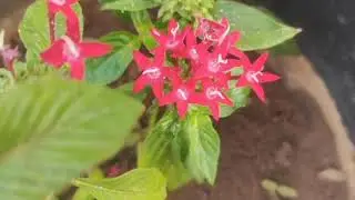വീടിന്റെ താക്കോൽ ഇനി നന്ദിനിയെ ഏൽപ്പിക്കുമ്പോൾ താങ്ങാനാവാതെ പത്മക്ക് നെഞ്ച് വേദന