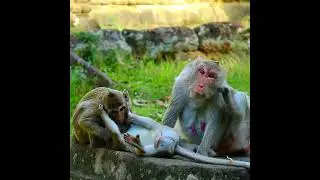 Jane monkeys