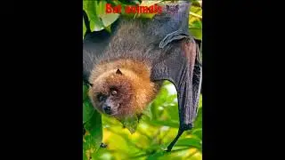 bat animal video