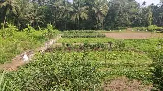Organic vegetables | Organic Farming | Agriculture | Free Video | Copyright Free | No Copyright