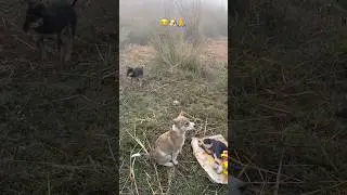 Heart touching 😭🐶😭#animal #animals #viralvideo #viralshort #trending #share #animallovers #dog