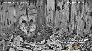 Tawny Owls | Activity Ramps Up (Sound on for this one 🔊)