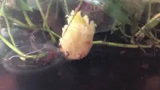 Adding Springtails To My Millipede, Isopod Vivarium.