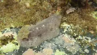 日置川　志原海岸　たぶん ツヅレウミウシ Tayuva lilacina (Gould, 1852) かなと！