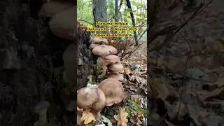 🍄&zwj;🟫 Pilzsuche im Wald 🌳 Hallimasch Oktober 2025 🍂 #Pilze #Hallimasch #Honigpilze #HoneyMushroom