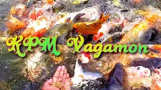 Kpm fish farm | Vagamon | Vagamon tourist places