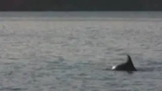 Dolphins at Eden