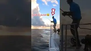 Tokey Popper Kene Buli Kerbau Pulai Jarak!!