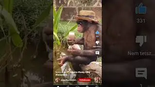 Funny Monkey #shorts #funny #monkey