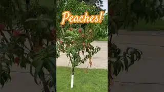 How to grow peaches, check out our 3 year old peach trees. #peaches #peachtree #fruittrees