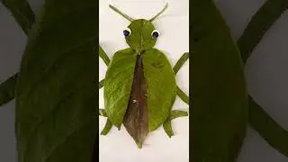cute beetle#leaf#art#creativity # amazing result