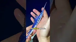 Ikan Layar &mdash; Hewan Laut Tercepat di Dunia! ⚡️