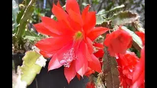Sowing Epiphyllum Cactus plants from Seed - The Orchid Cacti