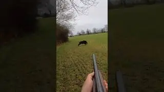 Gros M&acirc;le Sanglier qui me passe &agrave; 10m&hellip; Vid&eacute;o en ligne demain soir 18h